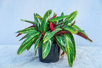 Calathea Magicstar Blumensamen zur Aussaat Garten beliebt Traditionssorte & ohne Gentechnik Samen Hausgarten