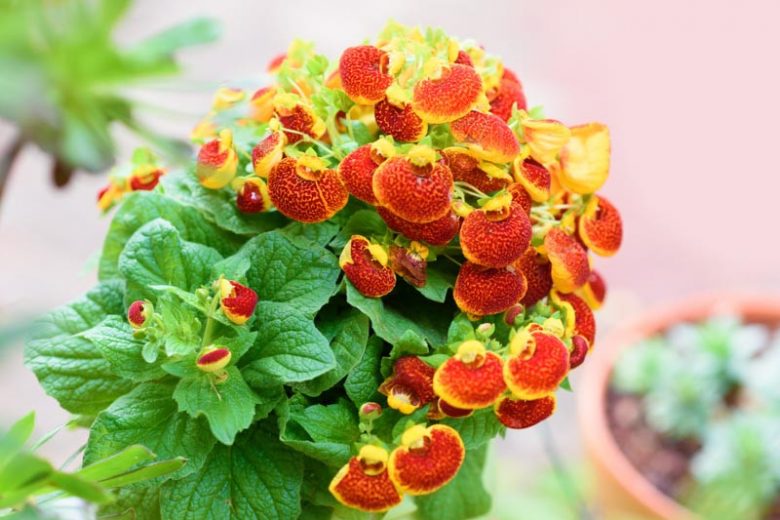 Gemischt Calceolaria Blumensamen zur Aussaat – robust Sorte – Traditionssorte & ohne Gentechnik Samen Hausgarten