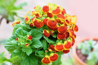 Gemischt Calceolaria Blumensamen zur Aussaat – robust Sorte – Traditionssorte & ohne Gentechnik Samen Hausgarten
