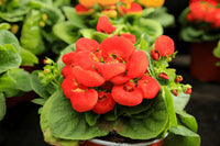 Calceolarias Blumensamen zur Aussaat farbenfroh Schau Traditionssorte & ohne Gentechnik Samen Hausgarten