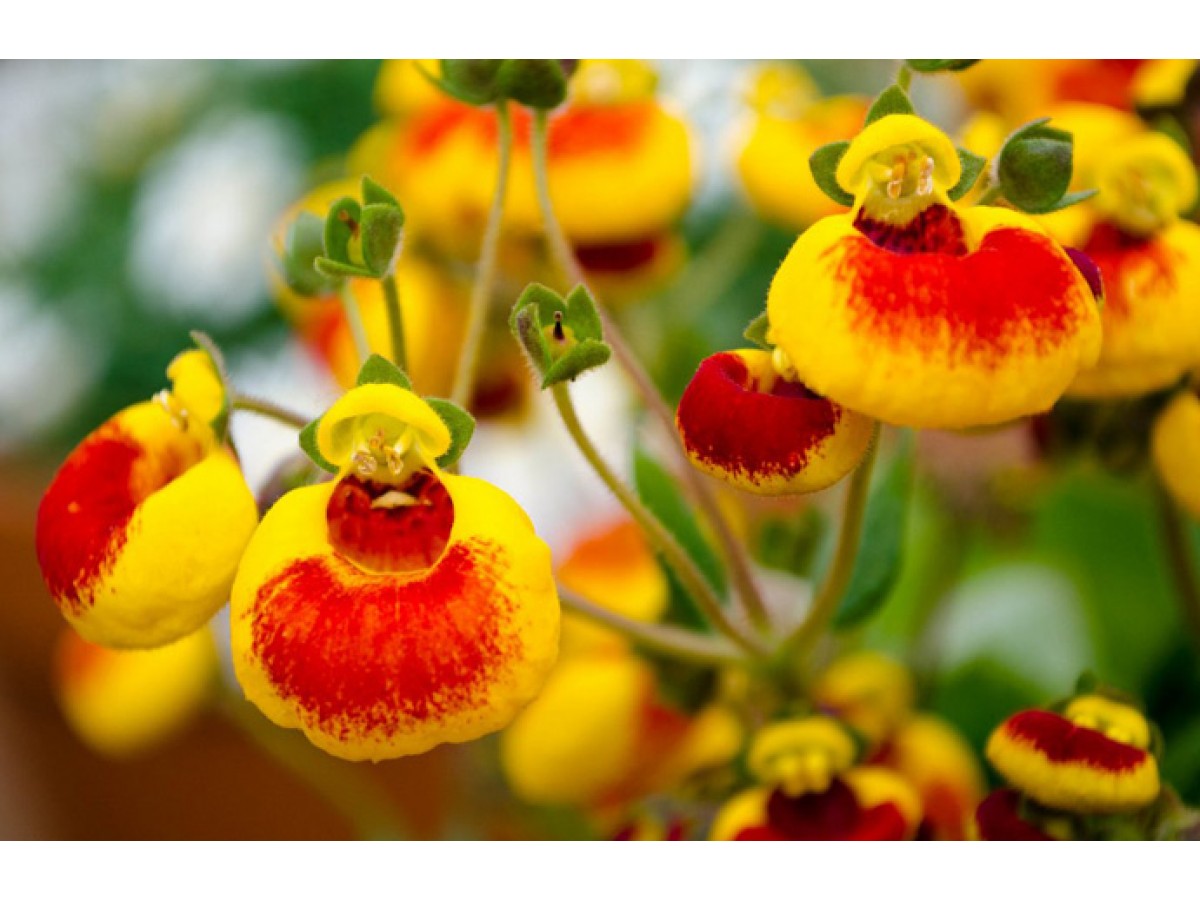 Rot Gelb Calceolaria Blumensamen zur Aussaat – Drought verträglich – Traditionssorte & ohne Gentechnik Samen Hausgarten
