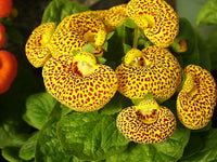 Calceolaria gelb pouch-shaped blooms in garten