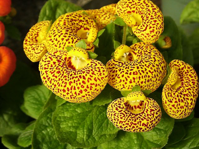 Calceolaria gelb pouch-shaped blooms in garten