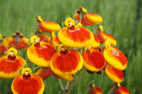 Rot Gelb Calceolaria Blumensamen zur Aussaat – Drought verträglich – Traditionssorte & ohne Gentechnik Samen Hausgarten