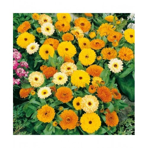 Mixed Color Pot Marigold Blumen Blooming in Garten Bed