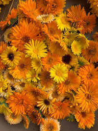 Calendula officinalis grown from Samen with golden blooms