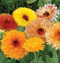 Calendula Officinalis gentechnikfrei Pot Marigold Samen for Aussaat