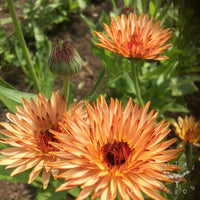 Triangle Flashback Calendula grown from Samen in a Garten
