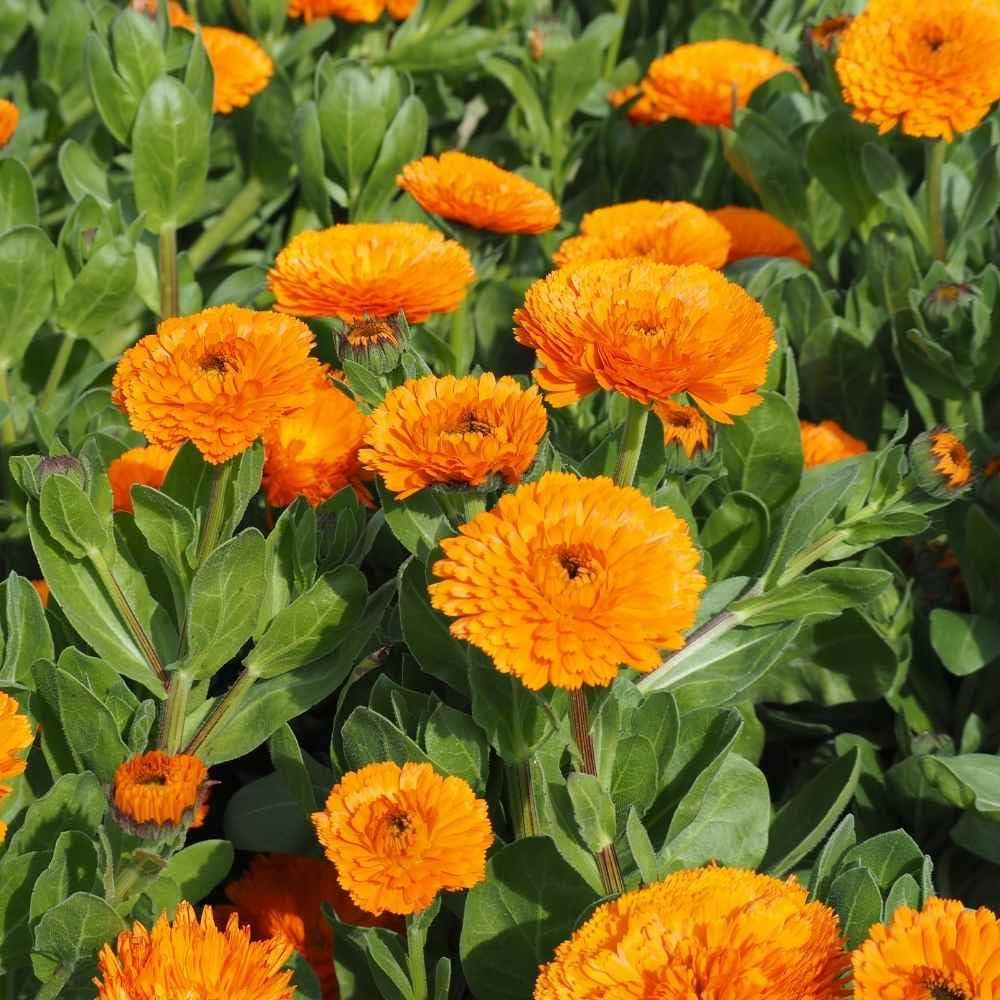 Young Marigold Seedlings Sprouting from gentechnikfrei Pacific Beauty Samen