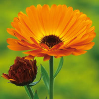 Calendula Blumensamen zur Aussaat saisonal Dauerblüher Traditionssorte & ohne Gentechnik Samen Hausgarten