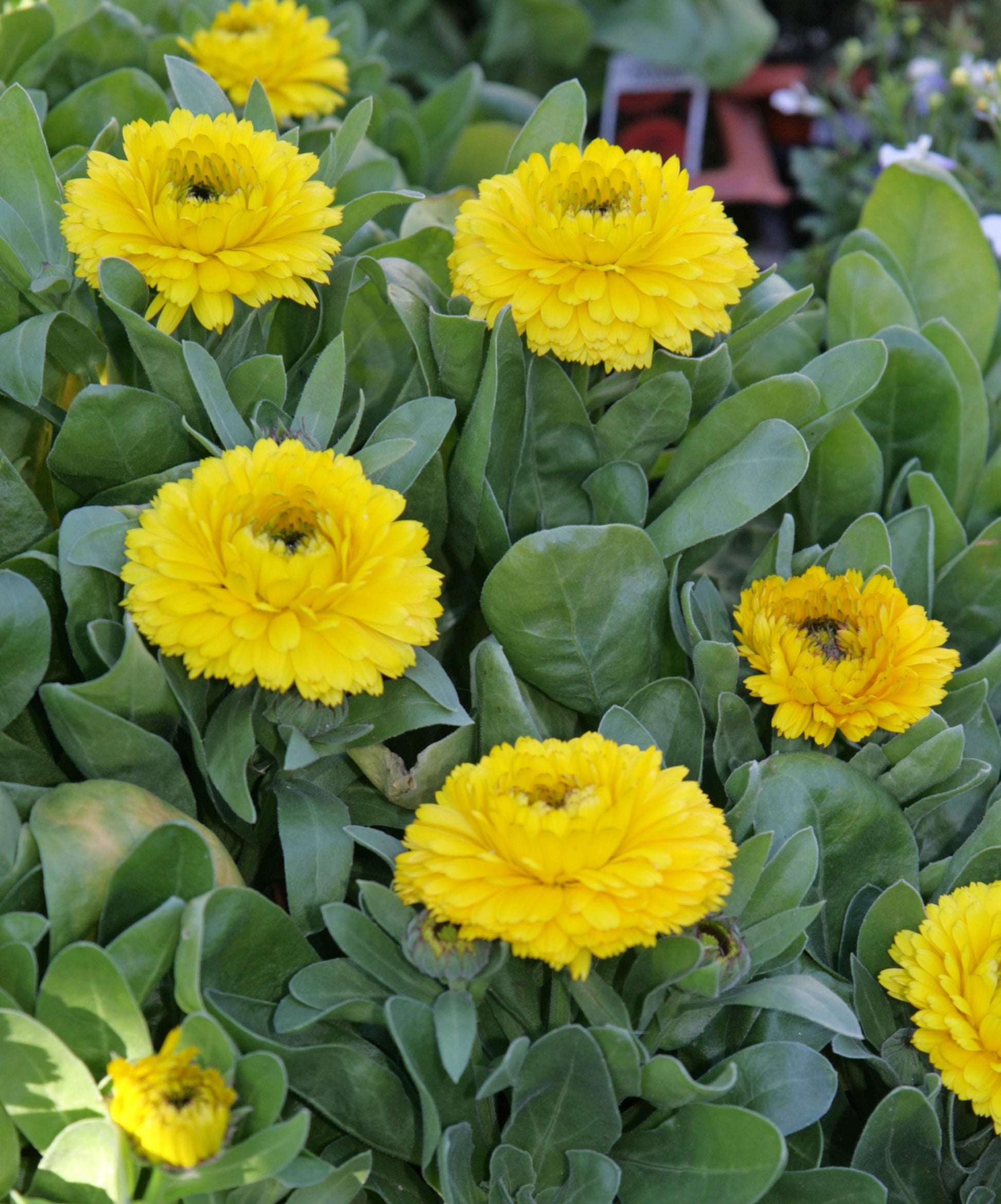 Gelb Calendula Blumensamen zur Aussaat – Drought verträglich – Traditionssorte & ohne Gentechnik Samen Hausgarten