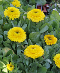 Gelb Calendula Blumensamen zur Aussaat – Drought verträglich – Traditionssorte & ohne Gentechnik Samen Hausgarten