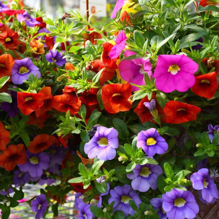 Calibrachoa Blumensamen zur Aussaat Schnitt Blume beliebt Traditionssorte & ohne Gentechnik Samen Hausgarten