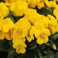 Calibrachoa blume samen for anpflanzung bright gelb blooms
