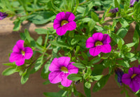 Calibrchoa Blumensamen zur Aussaat pflegeleicht Traditionssorte & ohne Gentechnik Samen Hausgarten