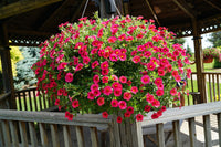tief Rosa Calibrachoa Blumensamen – Traditionssorte ohne Gentechnik Blüten leuchtend Hausgarten Aussaat