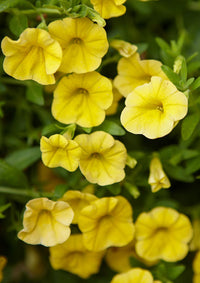 Gelb Calibrachoa Blumensamen zur Aussaat Garten beliebt Traditionssorte & ohne Gentechnik Samen Hausgarten