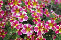 Calibrachoa Blumensamen zur Aussaat leuchtend Traditionssorte & ohne Gentechnik Samen Hausgarten