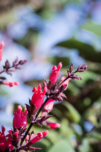 Packet of California Hummingbird Sage gentechnikfrei Samen for Aussaat