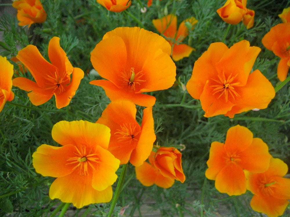 Orange Eschscholtzia Blumensamen – leuchtend Blüten Traditionssorte & ohne Gentechnik Hausgarten