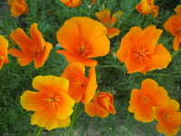 Orange Eschscholtzia Jardim Blumensamen Blumensamen zur Aussaat duftend Blüten Traditionssorte & ohne Gentechnik Samen Hausgarten