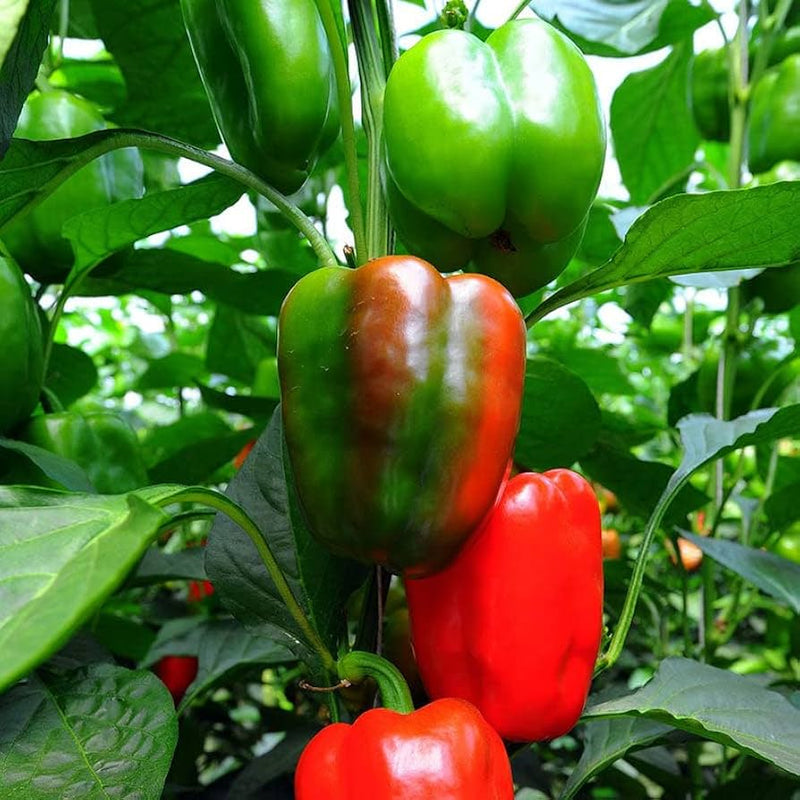 California wonder pepper samen non-gmo bell peppers
