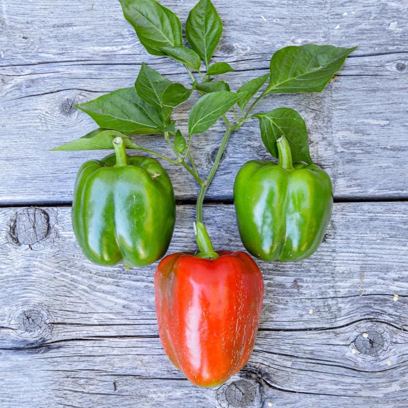 California wonder pepper pflanzen wachsend in garten