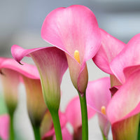 Calla blume samen for perennial garten anpflanzung
