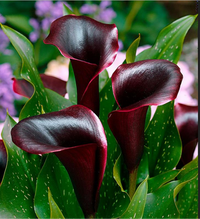 Schwarz Calla Blumensamen zur Aussaat – Bestäuber freundlich – Traditionssorte & ohne Gentechnik Samen Hausgarten