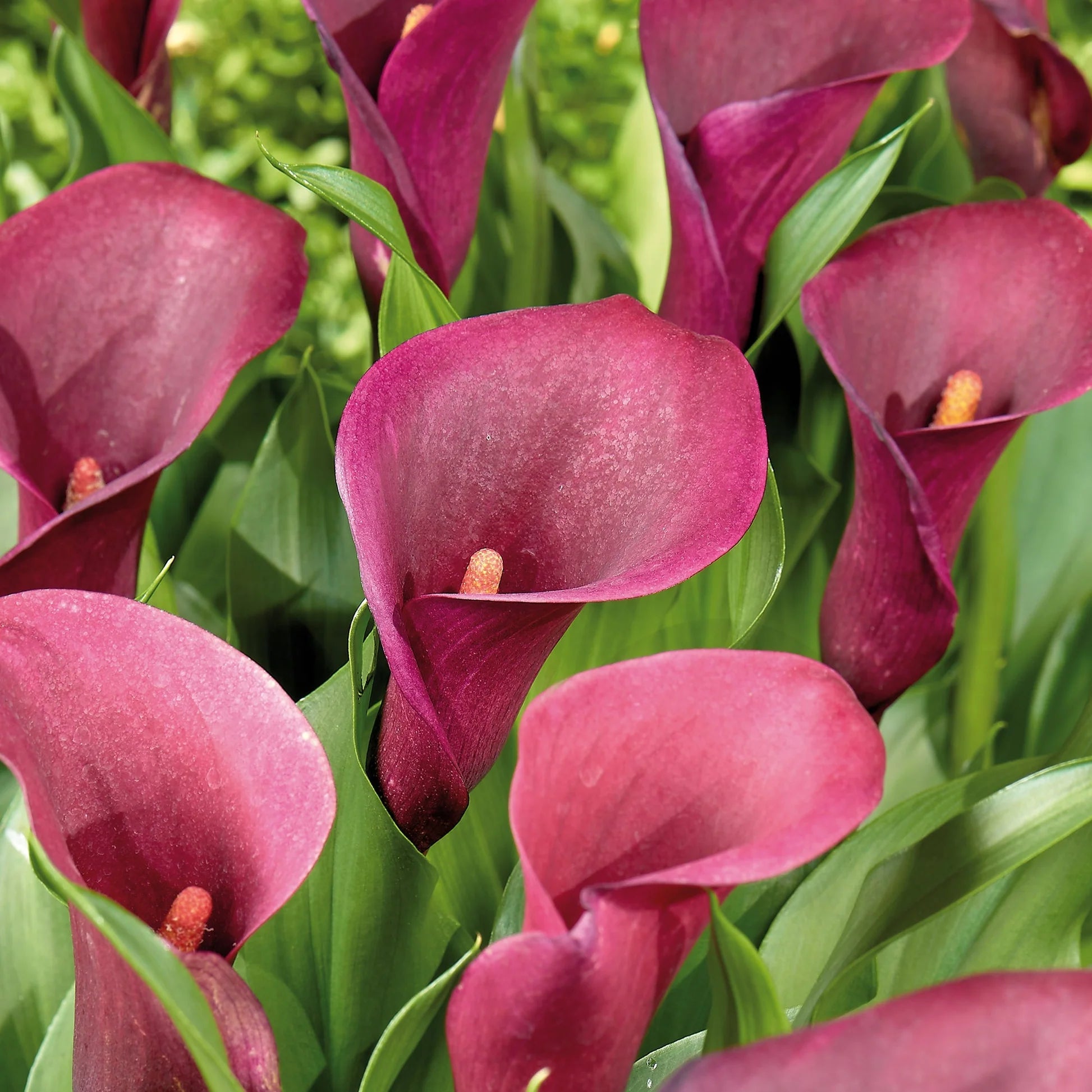 hell Rosa Calla Blumensamen zur Aussaat Halbschatten verträglich Traditionssorte & ohne Gentechnik Samen Hausgarten