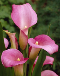 Calla samen for vibrant long-lasting blooms
