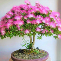 Rosa calliandra eriophylla samen for low-maintenance garten anpflanzung
