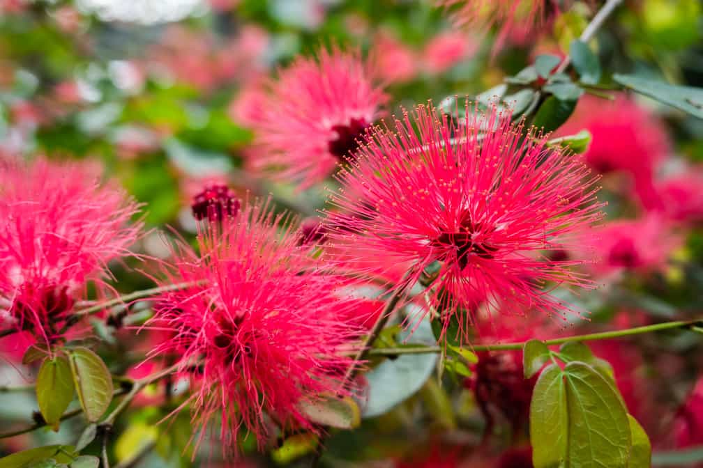 Easy to grow rosa calliandra eriophylla samen for containers
