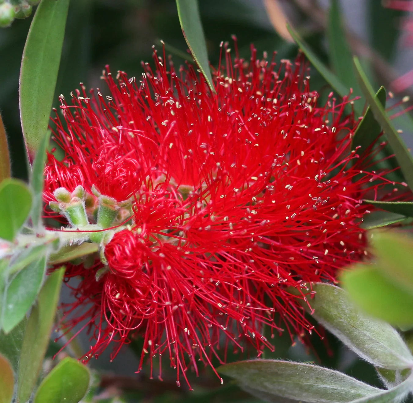  callistemon citrinus samen for anpflanzung rot bottlebrush pflanzen