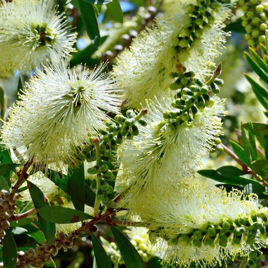 Bottle (bottle brush) samen for anpflanzung in home garten