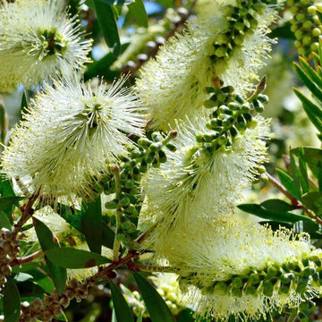 Bottle (bottle brush) samen for anpflanzung in home garten