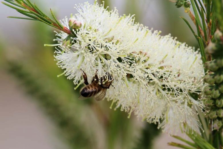 Weiß Callistemon Blumensamen zur Aussaat Drought verträglich Traditionssorte & ohne Gentechnik Samen Hausgarten