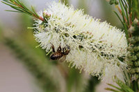 Weiß Callistemon Blumensamen zur Aussaat Drought verträglich Traditionssorte & ohne Gentechnik Samen Hausgarten