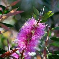 Callistemon violaceus samen for anpflanzung