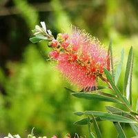 Rosa Champagne Callistemon Blumensamen zur Aussaat – kompakt Wuchs – Traditionssorte & ohne Gentechnik Samen Hausgarten