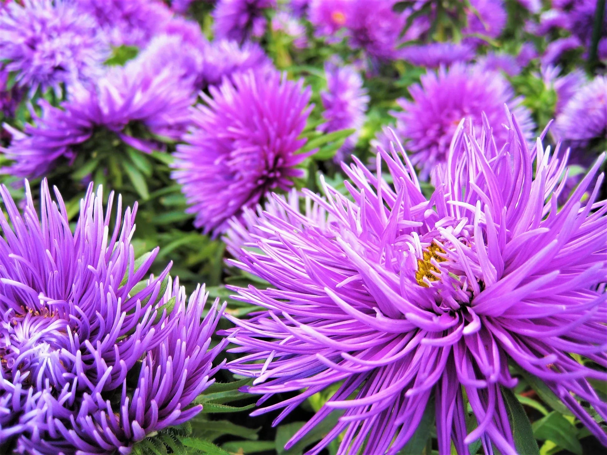 Callistephus violet blumen for garten borders