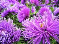 Callistephus violet blumen for garten borders