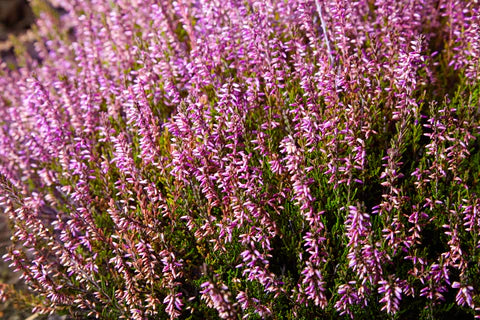 Calluna Vulgaris Blumensamen zur Aussaat – Bestäuber freundlich – Traditionssorte & ohne Gentechnik Samen Hausgarten