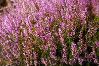 Calluna Vulgaris Blumensamen zur Aussaat – Bestäuber freundlich – Traditionssorte & ohne Gentechnik Samen Hausgarten