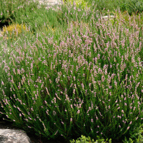 Calluna Vulgaris Blume Samen zur Aussaat – leuchtend mehrjährig Garten Samen Outdoor Space