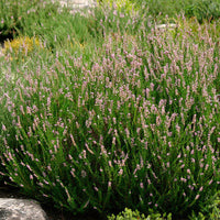 Calluna Vulgaris Blume Samen zur Aussaat – leuchtend mehrjährig Garten Samen Outdoor Space
