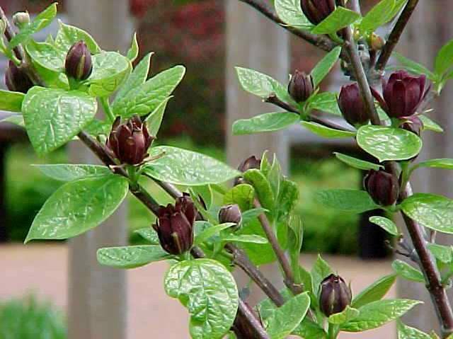 Calycanthus floridus Samen grown as a woodland ornamental shrub