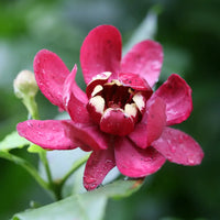 Rot Calycanthus Blumensamen zur Aussaat – duftend Blüten – Traditionssorte & ohne Gentechnik Samen Hausgarten