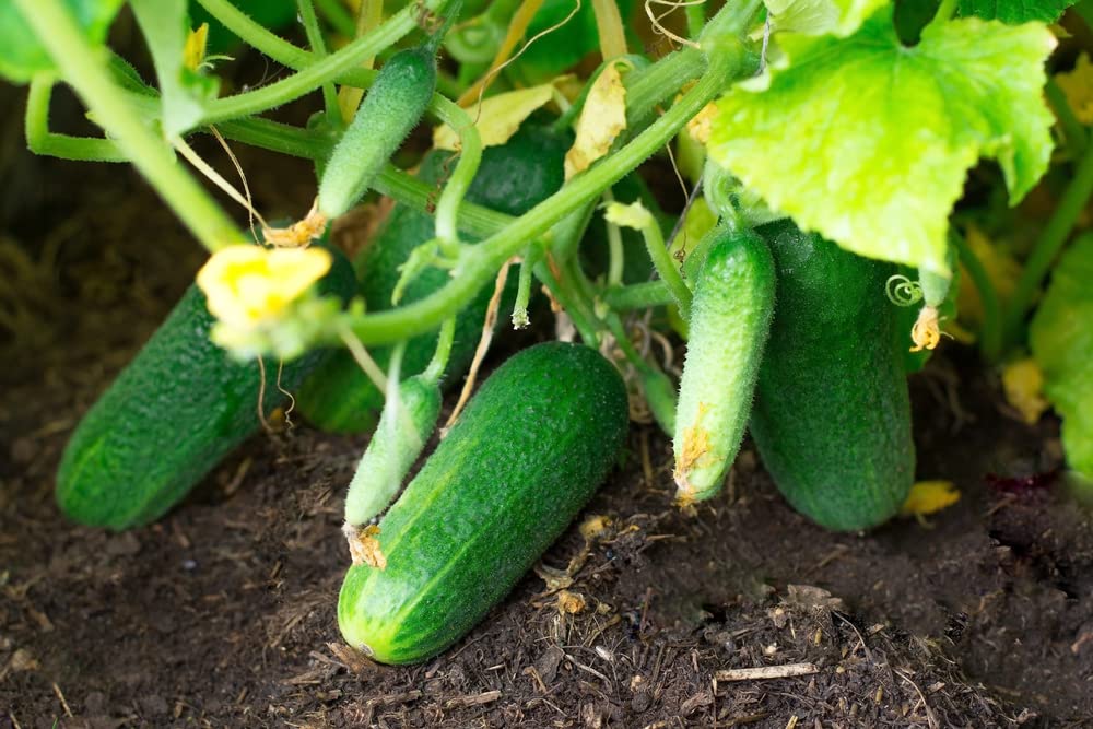 Calypso cucumber cucumis sativus samen für aussaat in garten