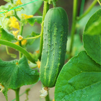 Calypso cucumber vines wachsend in home garten bed
